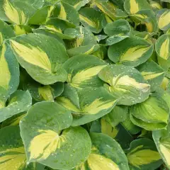 HOSTA 'Dream Queen' ®