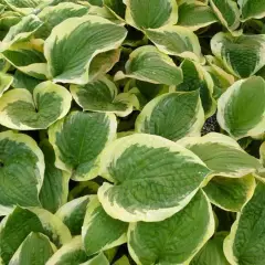 HOSTA 'Formal Attire' 