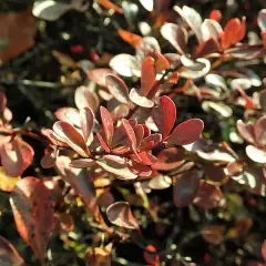 BERBERIS thunbergii 'Atropurpurea Nana' - Epine vinette