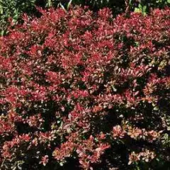 BERBERIS thunbergii 'Atropurpurea Nana' - Epine vinette