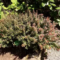 BERBERIS thunbergii 'Atropurpurea Nana' - Epine vinette