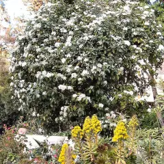 VIBURNUM tinus - Laurier tin