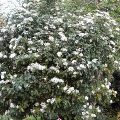 VIBURNUM tinus - Laurier tin