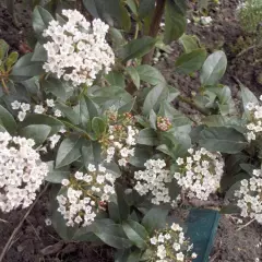 VIBURNUM tinus - Laurier tin