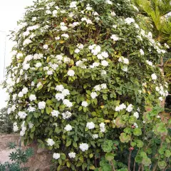 VIBURNUM tinus - Laurier tin