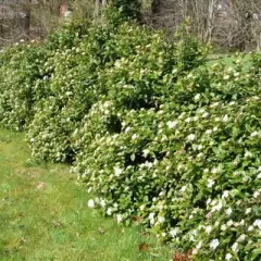 VIBURNUM tinus 'Eve Price' - Laurier tin 'Eve Price'