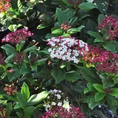 VIBURNUM tinus 'Gwenllian' - Laurier tin nain 'Gwenllian