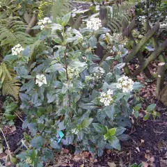 VIBURNUM tinus 'Gwenllian' - Laurier tin nain 'Gwenllian