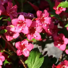 WEIGELIA 'Bristol Ruby' - Weigéla, Weigélie fleurie