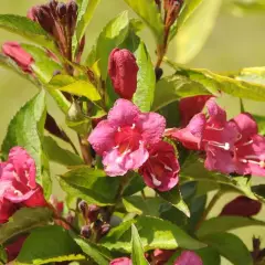 WEIGELIA 'Bristol Ruby' - Weigéla, Weigélie fleurie