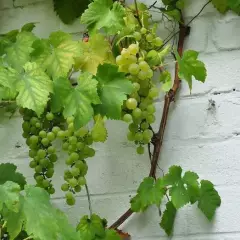 VIGNE 'Chasselas Doré' - Raisin de table