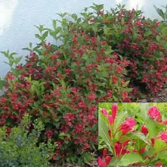 WEIGELIA 'Red Prince' - Weigéla, Weigélie fleurie