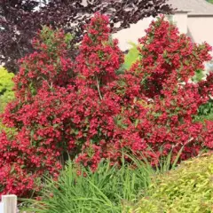 WEIGELIA 'Red Prince' - Weigéla, Weigélie fleurie