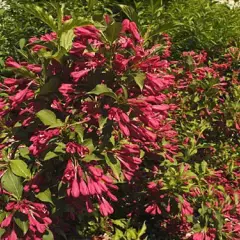 WEIGELIA 'Red Prince' - Weigéla, Weigélie fleurie