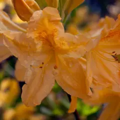 AZALEE mollis 'Jaune'