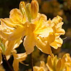 AZALEE mollis 'Jaune' - Azalée de Chine