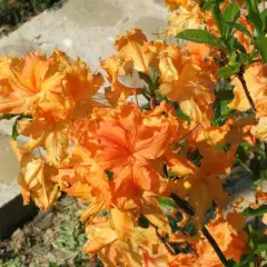 AZALEE mollis 'Orange' - Azalée de chine