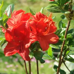 AZALEE mollis 'Rouge'