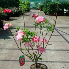 AZALEE mollis 'Rose'