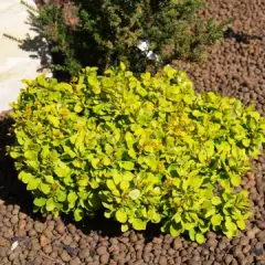 BERBERIS thunbergii 'Bonanza gold' - Epine vinette