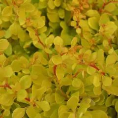 BERBERIS thunbergii 'Bonanza gold' - Epine vinette