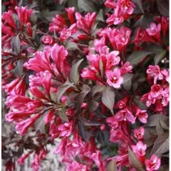 WEIGELIA florida 'Nana Purpurea' - Weigéla, Weigélie fleurie, Weigéla nain