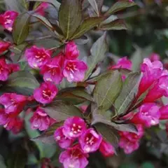 WEIGELIA florida 'Nana Purpurea' - Weigéla, Weigélie fleurie, Weigéla nain