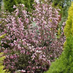 WEIGELIA florida 'Nana Purpurea' - Weigéla, Weigélie fleurie, Weigéla nain