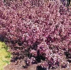 WEIGELIA florida 'Nana Purpurea' - Weigéla, Weigélie fleurie, Weigéla nain