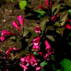 WEIGELIA florida 'Victoria' - Weigéla, Weigélie fleurie