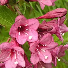 WEIGELIA florida 'Victoria' - Weigéla, Weigélie fleurie