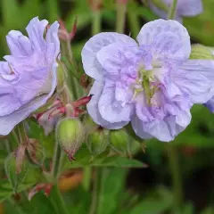 GERANIUM pratense 'Cloud Nine'