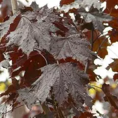 ACER platanoides 'Crimson King' - Erable plane 'Crimson King'