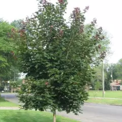 ACER platanoides 'Deborah' - Erable plane 'Deborah'