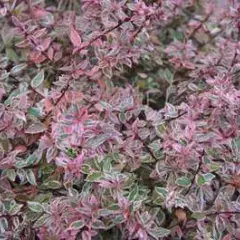 ABELIA grandiflora 'Conti' ®