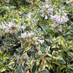 ABELIA grandiflora 'Hopleys' ® - Abélie à grandes fleurs