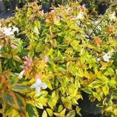 ABELIA grandiflora 'Kaleidoscope' - Abélia nain tricolor