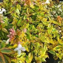 ABELIA grandiflora 'Kaleidoscope' - Abélia nain tricolor