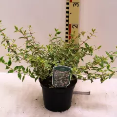 ABELIA grandiflora 'Radiance'® - Abélia à grandes fleurs