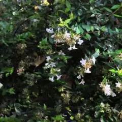 ABELIA grandiflora 'Sherwood'