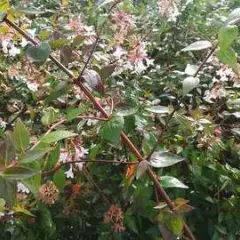 ABELIA grandiflora 'Sherwood' - Abélie nain, arbuste nain