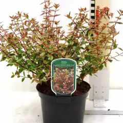 ABELIA grandiflora 'Sunshine Daydream'® (Abelops'®) - Abélie a grandes fleurs