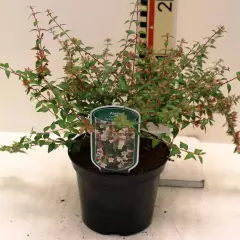 ABELIA grandiflora 'Sunny Charm' ® (Minduo01®) - Abélia à grande fleurs