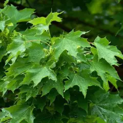 ACER platanoides 'Emerald Queen' - Erable plane 'Emerald Queen'