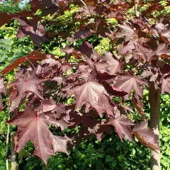 ACER platanoides 'Faassen's Black' - Erable plane 'Faassen's Black'