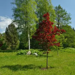 ACER platanoides 'Faassen's Black' - Erable plane 'Faassen's Black'