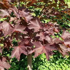 ACER platanoides 'Faassen's Black' - Erable plane 'Faassen's Black'