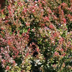 BERBERIS thunbergii 'Bagatelle' - Epine vinette de Thunberg