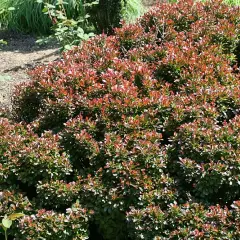 BERBERIS thunbergii 'Bagatelle' - Epine vinette de Thunberg