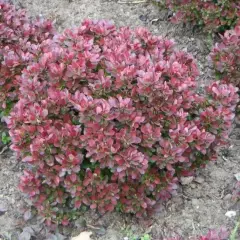 BERBERIS thunbergii 'Bagatelle' - Epine vinette de Thunberg